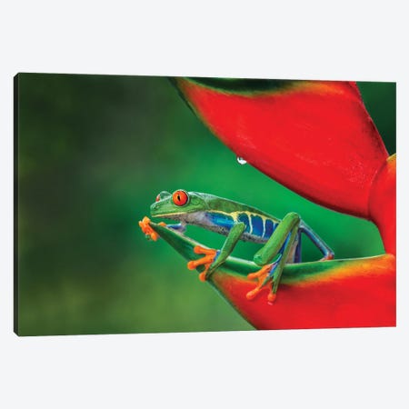 Red-Eyed Treefrog, Costa Rica Canvas Print #AJO175} by Adam Jones Canvas Art