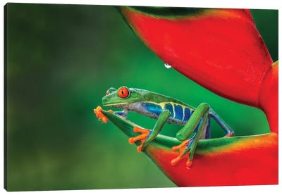 Red-Eyed Treefrog, Costa Rica Canvas Art Print - Frog Art