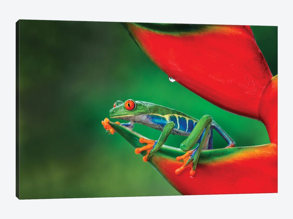 Red-Eyed Treefrog, Costa Rica by Adam Jones 1-piece Canvas Print