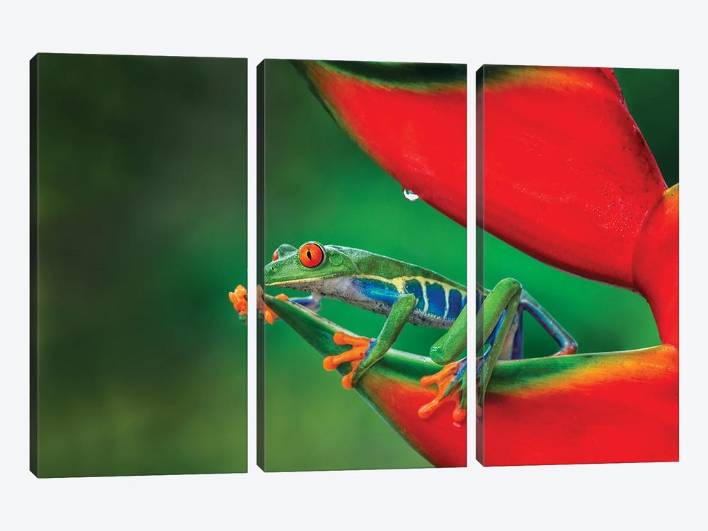 Red-Eyed Treefrog, Costa Rica by Adam Jones 3-piece Canvas Art Print