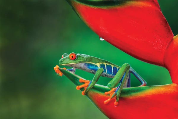 Frogs: Red-Eyed Treefrog, Costa Rica by Adam Jones