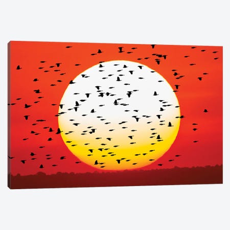 Red-Winged Blackbird Flock Silhouetted In Front Of Giant Sun Ball. Bosque Del Apache National Wildlife Refuge, New Mexico Canvas Print #AJO176} by Adam Jones Canvas Art