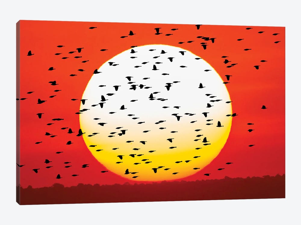 Red-Winged Blackbird Flock Silhouetted In Front Of Giant Sun Ball. Bosque Del Apache National Wildlife Refuge, New Mexico by Adam Jones 1-piece Canvas Wall Art