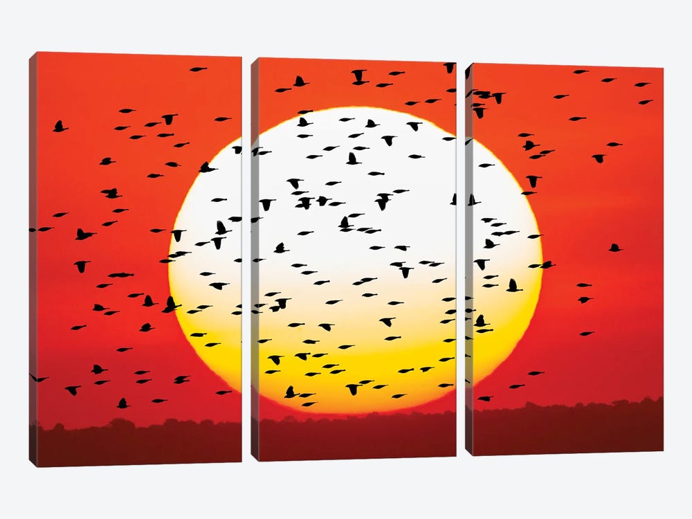 Red-Winged Blackbird Flock Silhouetted In Front Of Giant Sun Ball. Bosque Del Apache National Wildlife Refuge, New Mexico by Adam Jones 3-piece Canvas Wall Art