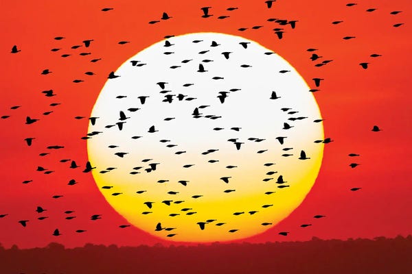 Red-Winged Blackbird Flock Silhouetted In Front Of Giant Sun Ball. Bosque Del Apache National Wildlife Refuge, New Mexico