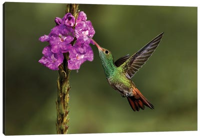 Rufous Tailed Hummingbird, Costa Rica Canvas Art Print - Adam Jones