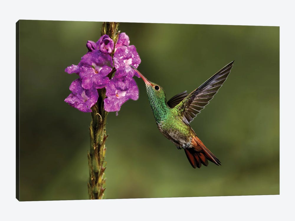 Rufous Tailed Hummingbird, Costa Rica by Adam Jones 1-piece Canvas Wall Art