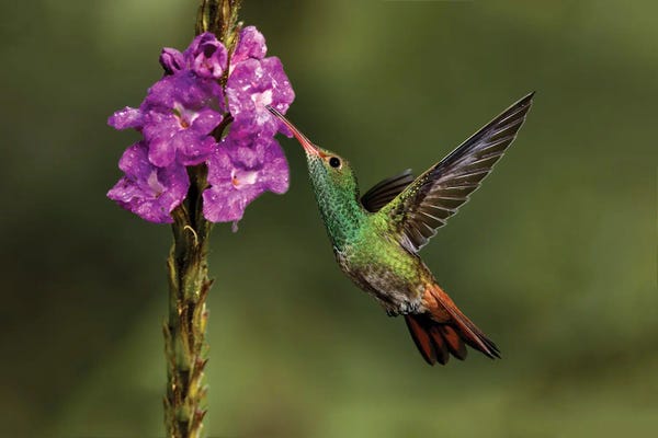 Danita Delimont Photography: Rufous Tailed Hummingbird, Costa Rica by Adam Jones