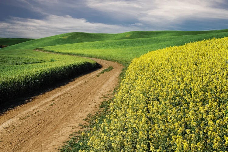 Rural Farm Road Through Yellow Canola And Green Wheat Crops, Palouse Region Of Eastern Washington State.