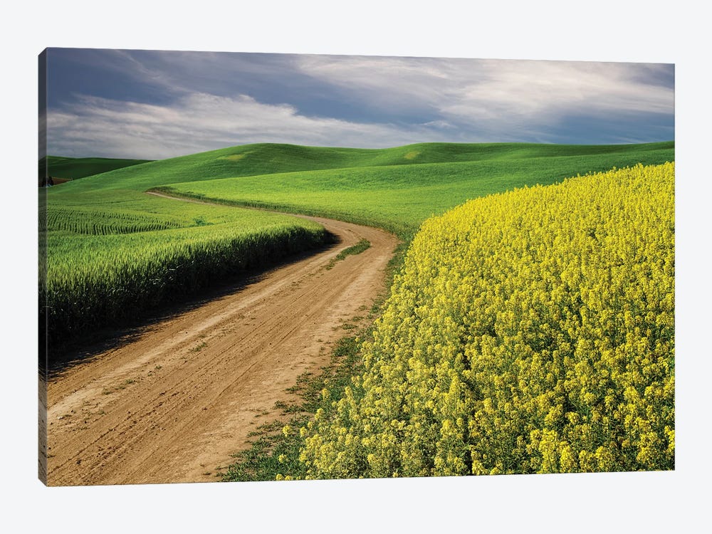 Rural Farm Road Through Yellow Canola And Green Wheat Crops, Palouse Region Of Eastern Washington State. by Adam Jones 1-piece Canvas Print