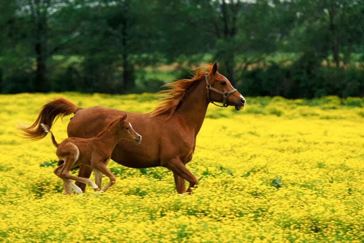 Arabian Foal And Mare In A Field Of Buttercups, Louisville, Jefferson County, Kentucky, USA