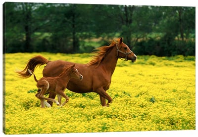 Arabian Foal And Mare In A Field Of Buttercups, Louisville, Jefferson County, Kentucky, USA Canvas Art Print
