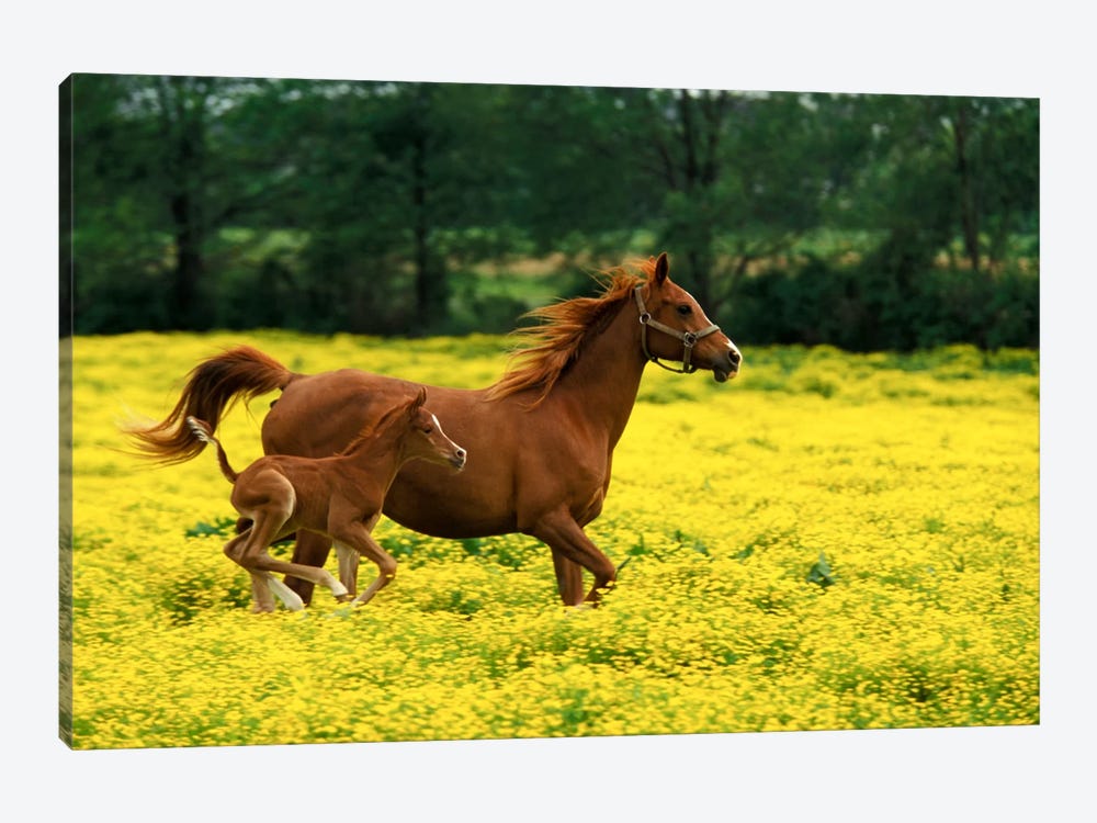 Arabian Foal And Mare In A Field Of Buttercups, Louisville, Jefferson County, Kentucky, USA by Adam Jones 1-piece Canvas Art Print