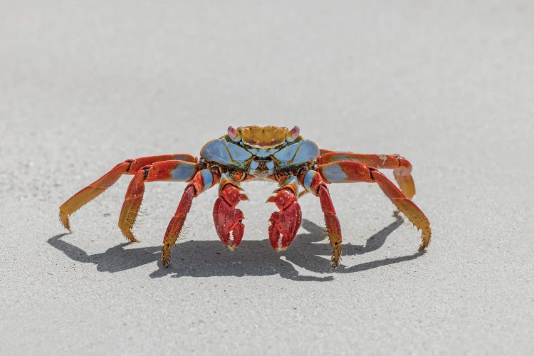 Sally Lightfoot Crab On White Sandy Beach. San Cristobal Island, Galapagos Islands, Ecuador.