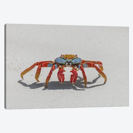 Sally Lightfoot Crab On White Sandy Beach. San Cristobal Island, Galapagos Islands, Ecuador. Canvas Print #AJO180} by Adam Jones Canvas Wall Art