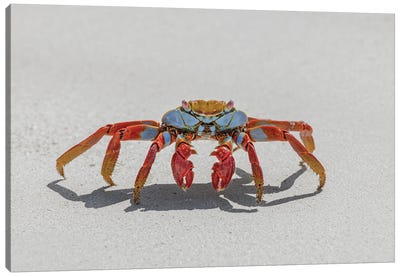 Sally Lightfoot Crab On White Sandy Beach. San Cristobal Island, Galapagos Islands, Ecuador. Canvas Art Print - Ecuador