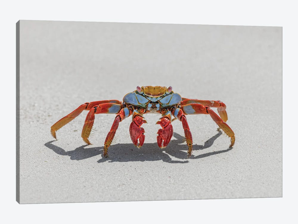 Sally Lightfoot Crab On White Sandy Beach. San Cristobal Island, Galapagos Islands, Ecuador. by Adam Jones 1-piece Canvas Art Print