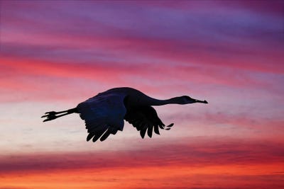 Sandhill Crane Silhouetted Flying At Sunset. Bosque Del Apache National Wildlife Refuge, New Mexico by Adam Jones metal wall art