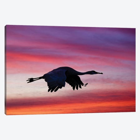 Sandhill Crane Silhouetted Flying At Sunset. Bosque Del Apache National Wildlife Refuge, New Mexico Canvas Print #AJO181} by Adam Jones Canvas Wall Art