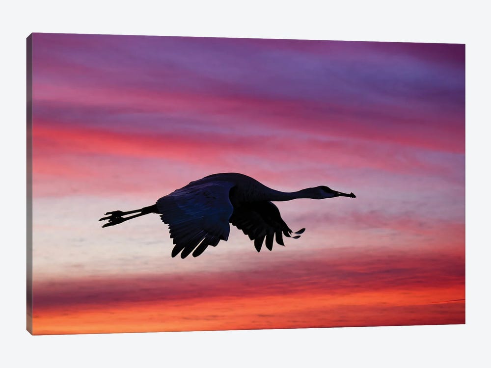 Sandhill Crane Silhouetted Flying At Sunset. Bosque Del Apache National Wildlife Refuge, New Mexico by Adam Jones 1-piece Canvas Art