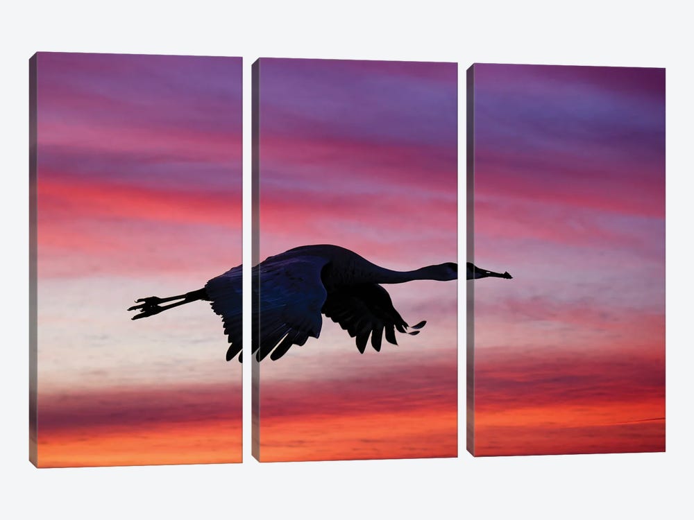 Sandhill Crane Silhouetted Flying At Sunset. Bosque Del Apache National Wildlife Refuge, New Mexico by Adam Jones 3-piece Canvas Art