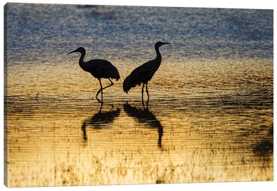Sandhill Cranes Silhouetted At Sunset. Bosque Del Apache National Wildlife Refuge, New Mexico Canvas Art Print - Crane Art