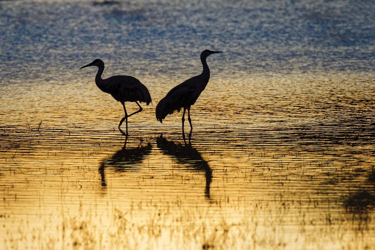 Sandhill Cranes Silhouetted At Sunset. Bosque Del Apache National Wildlife Refuge, New Mexico