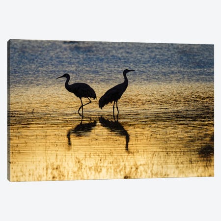 Sandhill Cranes Silhouetted At Sunset. Bosque Del Apache National Wildlife Refuge, New Mexico Canvas Print #AJO182} by Adam Jones Canvas Artwork