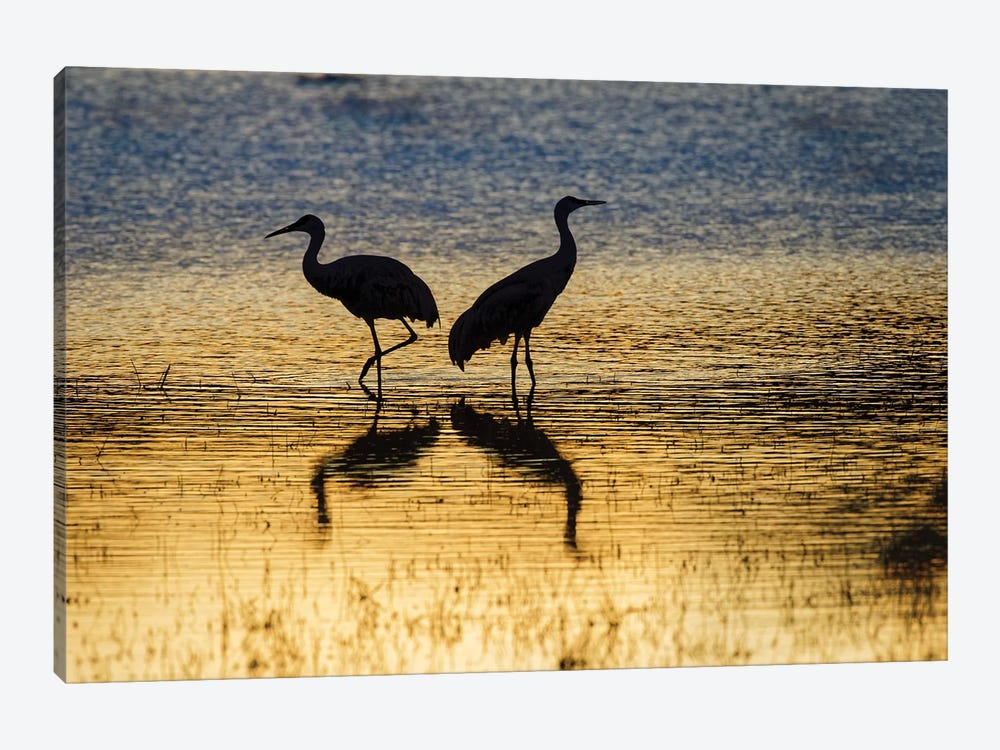 Sandhill Cranes Silhouetted At Sunset. Bosque Del Apache National Wildlife Refuge, New Mexico by Adam Jones 1-piece Canvas Art Print