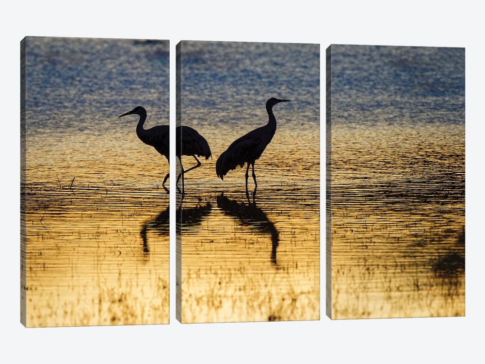 Sandhill Cranes Silhouetted At Sunset. Bosque Del Apache National Wildlife Refuge, New Mexico by Adam Jones 3-piece Canvas Print