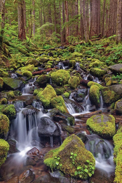 Small Stream Cascading Through Moss Covered Rocks, Hoh Rainforest, Olympic National Park, Washington State