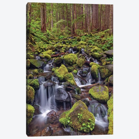 Small Stream Cascading Through Moss Covered Rocks, Hoh Rainforest, Olympic National Park, Washington State Canvas Print #AJO186} by Adam Jones Canvas Art Print