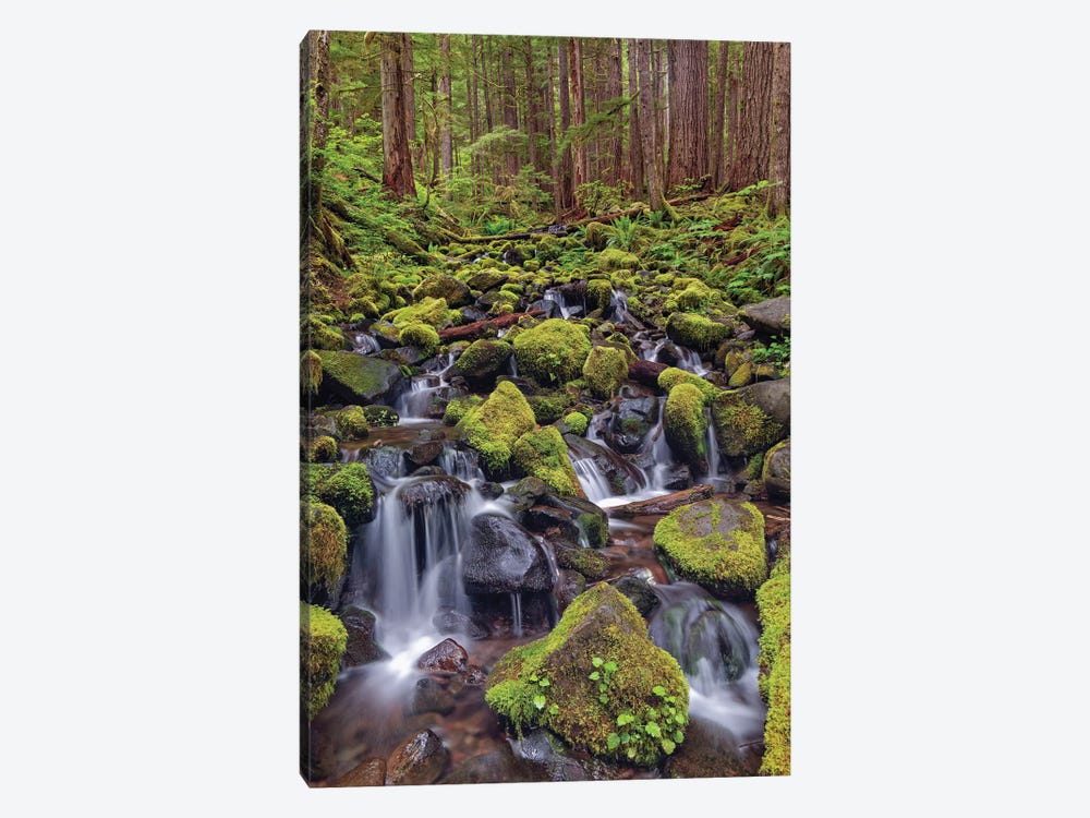Small Stream Cascading Through Moss Covered Rocks, Hoh Rainforest, Olympic National Park, Washington State by Adam Jones 1-piece Canvas Art Print