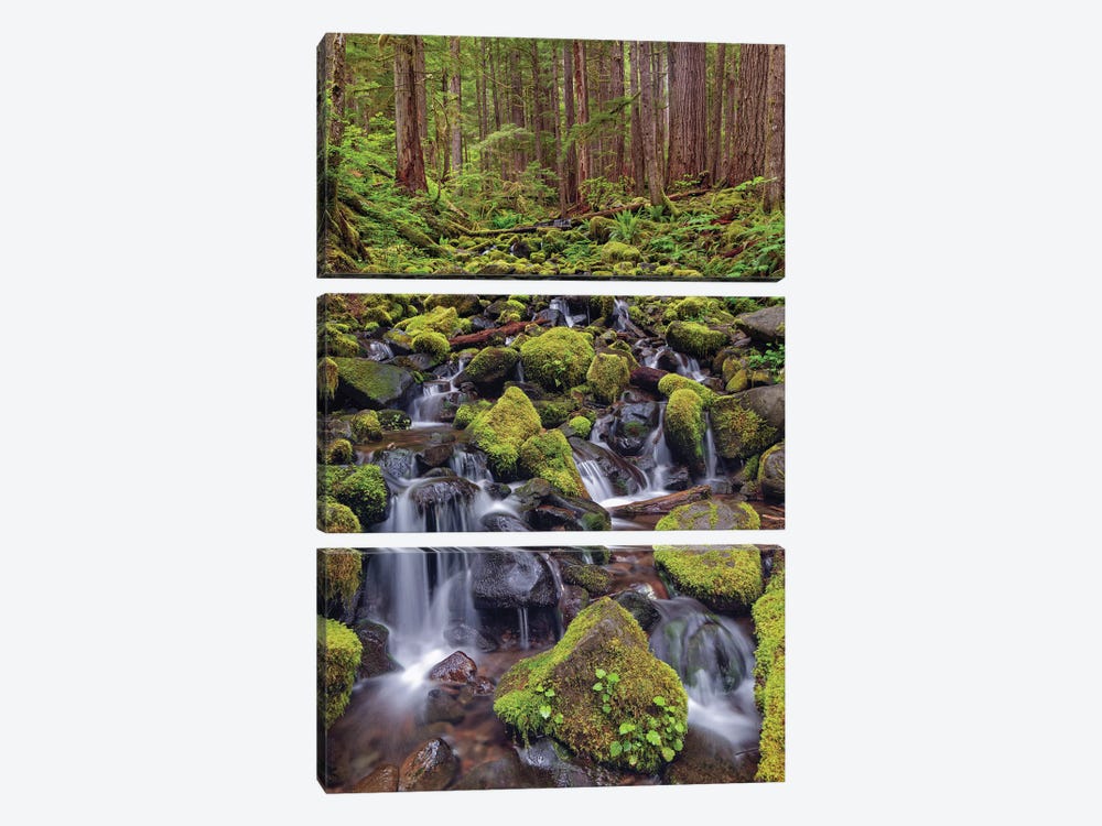 Small Stream Cascading Through Moss Covered Rocks, Hoh Rainforest, Olympic National Park, Washington State by Adam Jones 3-piece Art Print