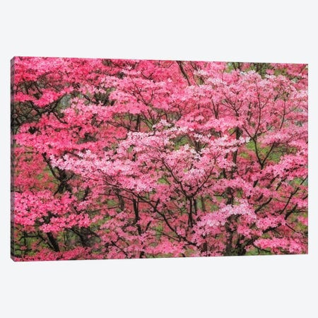 Soft Focus View Of Large Pink Flowering Dogwood Tree In Full Bloom, Kentucky Canvas Print #AJO187} by Adam Jones Art Print