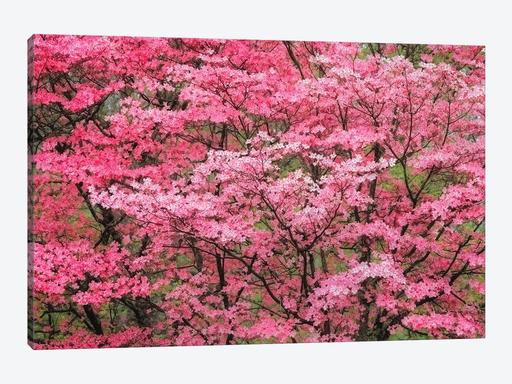 Soft Focus View Of Large Pink Flowering Dogwood Tree In Full Bloom, Kentucky by Adam Jones 1-piece Canvas Artwork