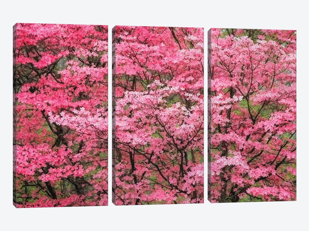 Soft Focus View Of Large Pink Flowering Dogwood Tree In Full Bloom, Kentucky by Adam Jones 3-piece Canvas Art