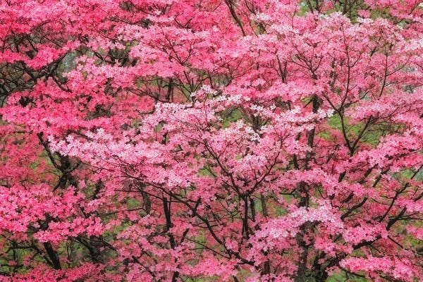 Soft Focus View Of Large Pink Flowering Dogwood Tree In Full Bloom, Kentucky