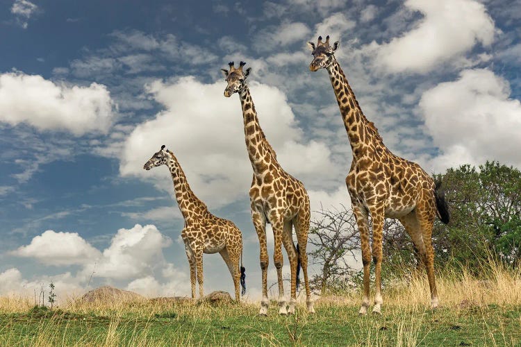 Three Masai Giraffe. by Adam Jones wall art