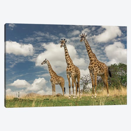 Three Masai Giraffe. Canvas Print #AJO190} by Adam Jones Canvas Art Print