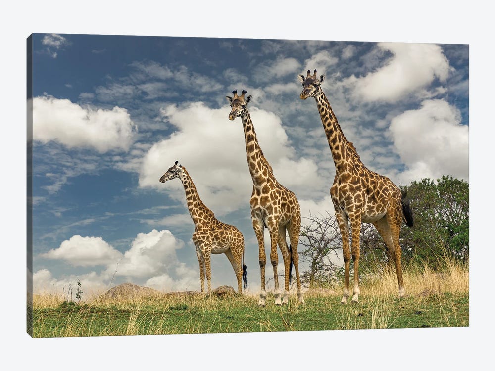 Three Masai Giraffe. by Adam Jones 1-piece Canvas Artwork