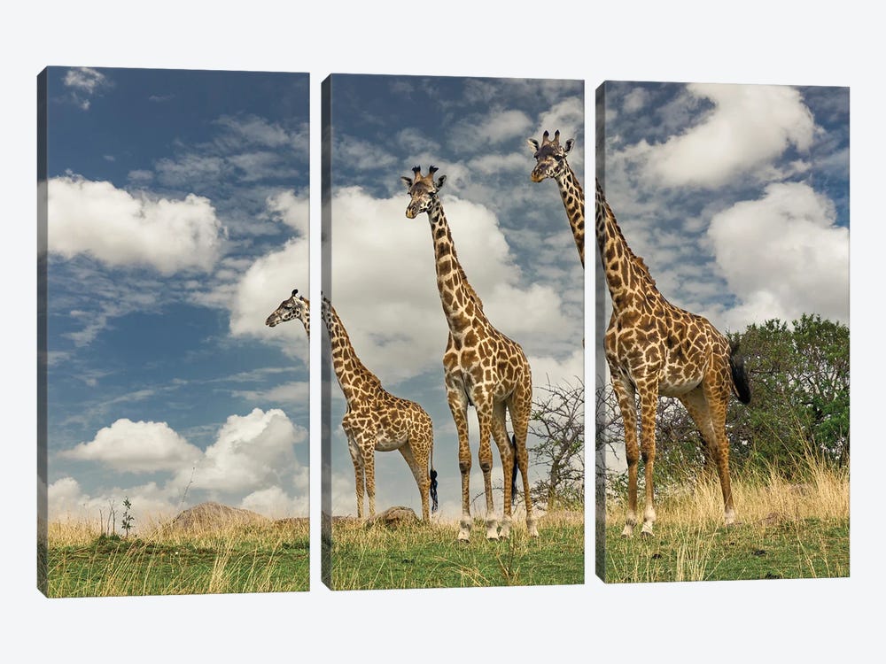 Three Masai Giraffe. by Adam Jones 3-piece Canvas Art