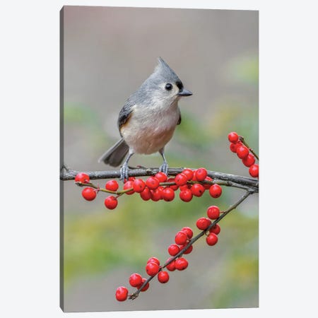 Tufted Titmouse And Red Berries, Kentucky Canvas Print #AJO191} by Adam Jones Canvas Print