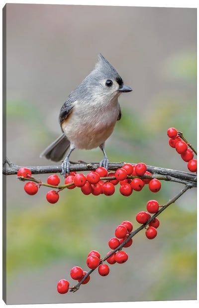 Tufted Titmouse And Red Berries, Kentucky Canvas Art Print