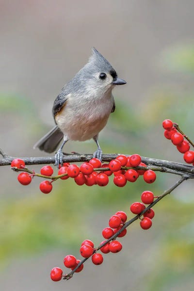 Tufted Titmouse And Red Berries, Kentucky