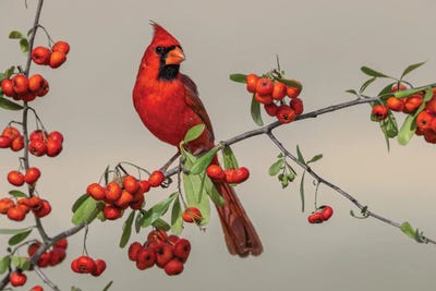 Male Northern Cardinal, Rio Grande Valley, Texas by Adam Jones canvas print