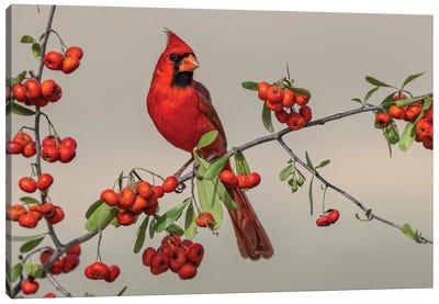 Male Northern Cardinal, Rio Grande Valley, Texas Canvas Art Print - Adam Jones