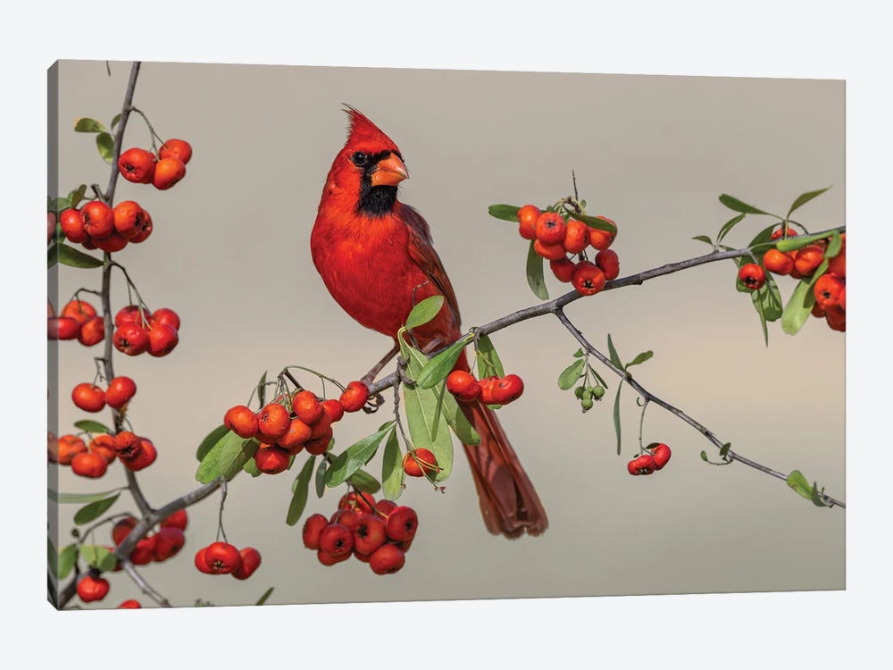 Male Northern Cardinal, Rio Grande Valley, Texas by Adam Jones 1-piece Canvas Art Print