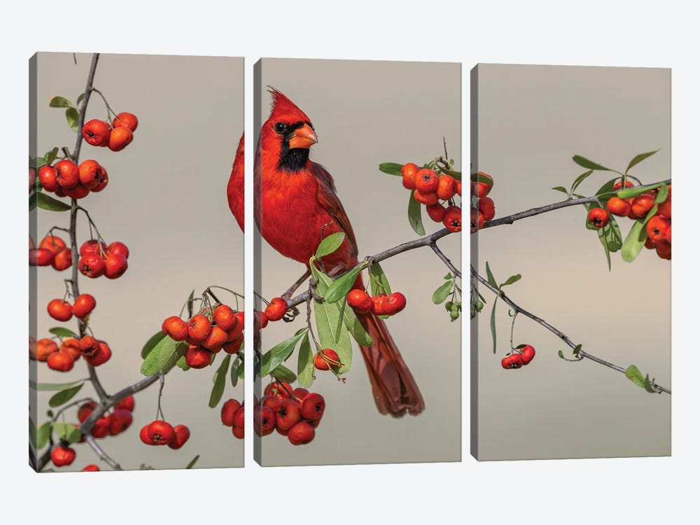 Male Northern Cardinal, Rio Grande Valley, Texas by Adam Jones 3-piece Art Print
