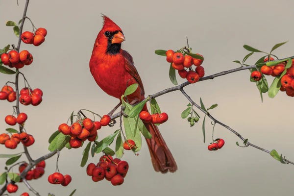 Fine Art Print: Male Northern Cardinal, Rio Grande Valley, Texas by Adam Jones